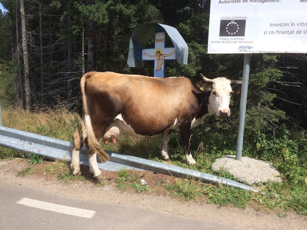 Kuh am Straßenrand auf Rumänien-Motorradtour