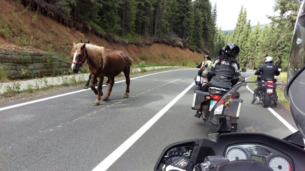 Pferde auf der Straße bei Rumänien-Motorradtour